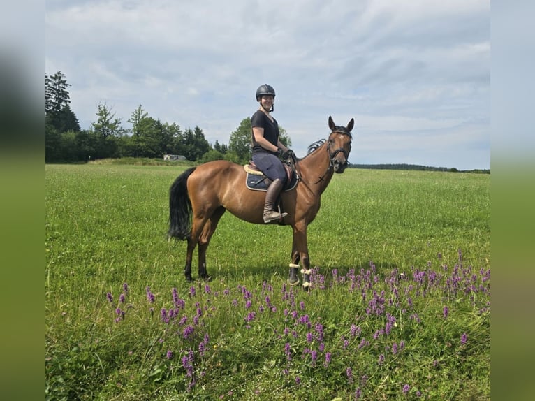 Tschechisches Warmblut Stute 9 Jahre 158 cm Brauner in Pelmberg