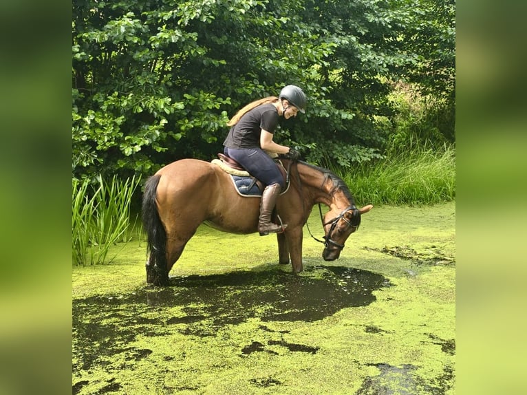 Tschechisches Warmblut Stute 9 Jahre 158 cm Brauner in Pelmberg