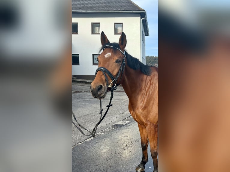 Tschechisches Warmblut Stute 9 Jahre 160 cm Brauner in Pelmberg