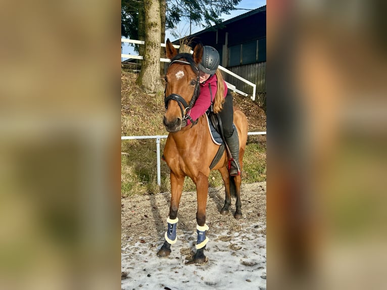 Tschechisches Warmblut Stute 9 Jahre 160 cm Brauner in Pelmberg