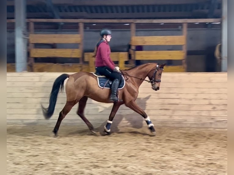 Tschechisches Warmblut Stute 9 Jahre 160 cm Brauner in Pelmberg