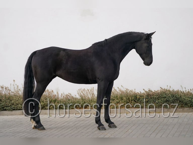 Tschechisches Warmblut Stute 9 Jahre 166 cm Rappe in Ritka