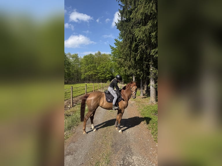 Tschechisches Warmblut Stute 9 Jahre 167 cm Dunkelfuchs in Bystřice u Benešova