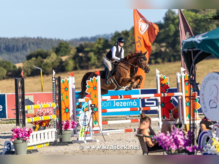 Tschechisches Warmblut Stute 9 Jahre 167 cm Dunkelfuchs in Bystřice u Benešova