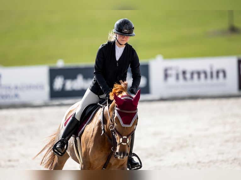 Tschechisches Warmblut Stute 9 Jahre 167 cm Dunkelfuchs in Bystřice u Benešova