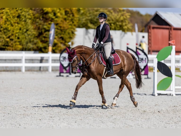 Tschechisches Warmblut Stute 9 Jahre 167 cm Dunkelfuchs in Bystřice u Benešova