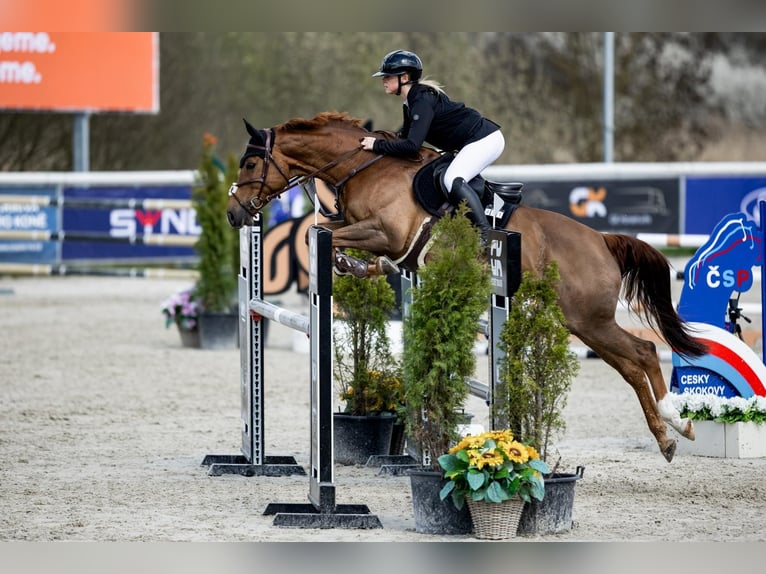 Tschechisches Warmblut Stute 9 Jahre 167 cm Dunkelfuchs in Bystřice u Benešova