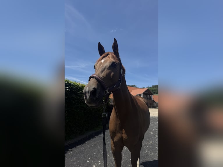 Tschechisches Warmblut Stute 9 Jahre 167 cm Dunkelfuchs in Bystřice u Benešova
