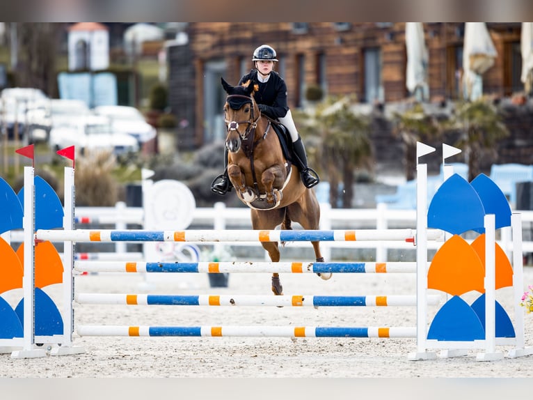 Tschechisches Warmblut Stute 9 Jahre 167 cm Dunkelfuchs in Bystřice u Benešova