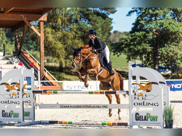 Tschechisches Warmblut Stute 9 Jahre 167 cm Dunkelfuchs in Bystřice u Benešova