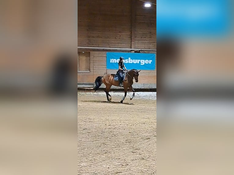 Tschechisches Warmblut Stute 9 Jahre 168 cm Brauner in Dornbirn