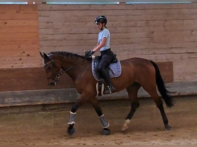 Tschechisches Warmblut Stute 9 Jahre 168 cm Brauner in Dornbirn