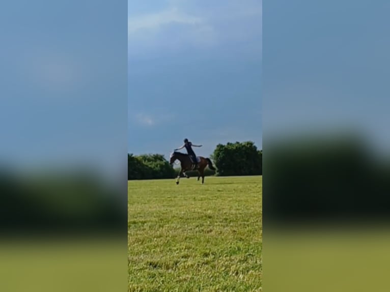 Tschechisches Warmblut Stute 9 Jahre 168 cm Brauner in Dornbirn