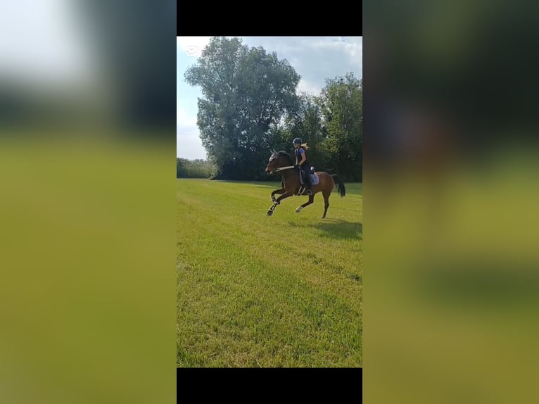 Tschechisches Warmblut Stute 9 Jahre 168 cm Brauner in Dornbirn