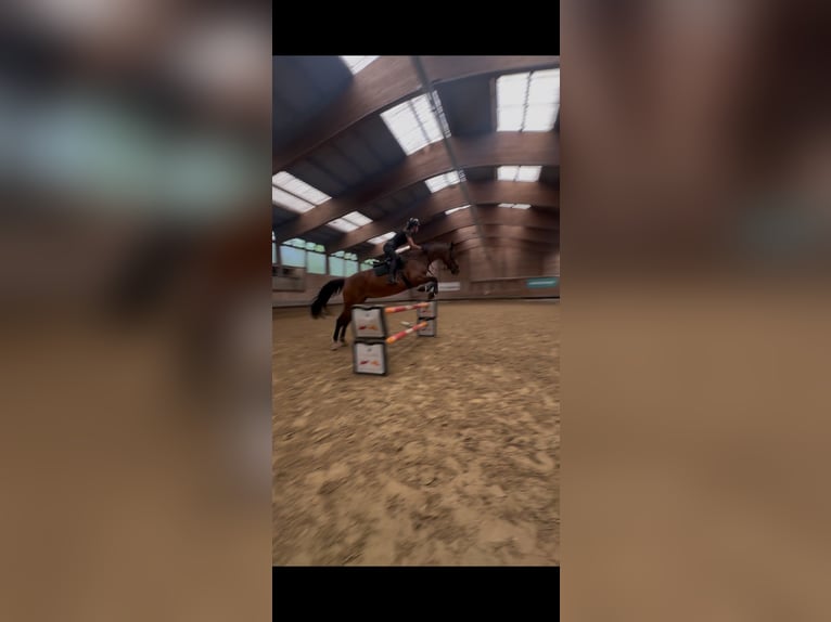 Tschechisches Warmblut Stute 9 Jahre 168 cm Brauner in Dornbirn