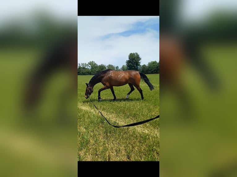 Tschechisches Warmblut Stute 9 Jahre 168 cm Brauner in Dornbirn