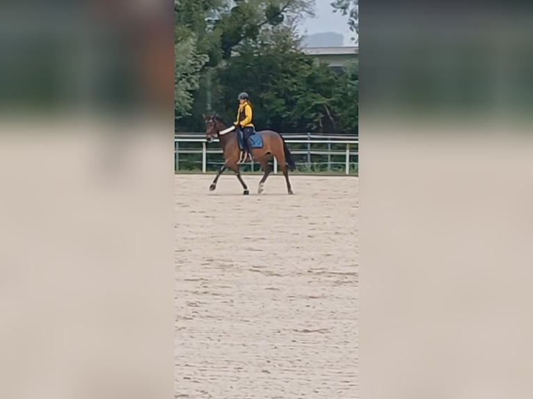 Tschechisches Warmblut Stute 9 Jahre 168 cm Brauner in Dornbirn