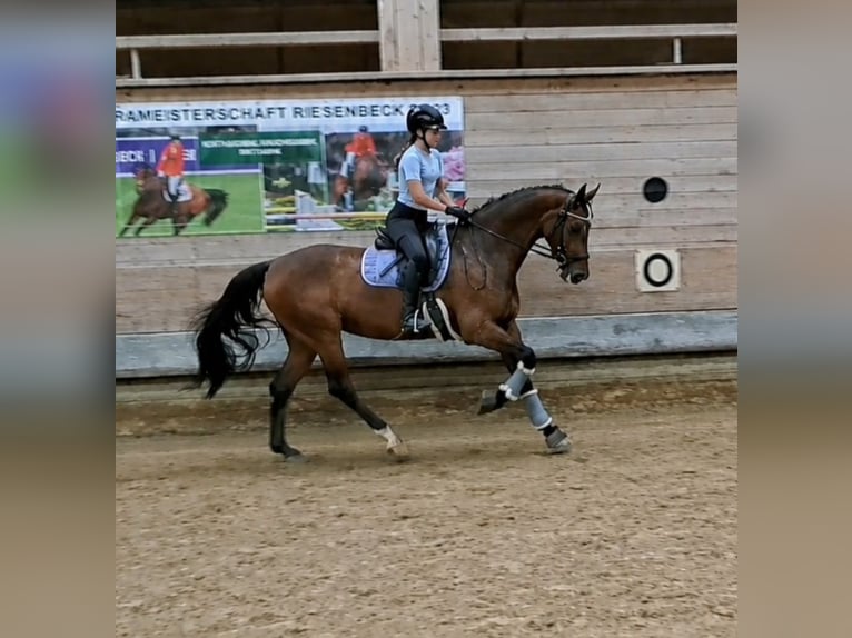 Tschechisches Warmblut Stute 9 Jahre 168 cm Brauner in Dornbirn