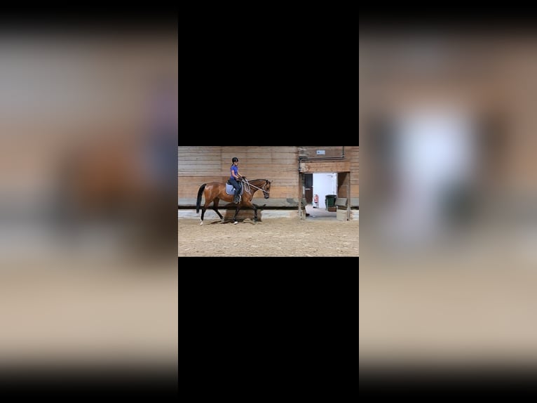 Tschechisches Warmblut Stute 9 Jahre 168 cm Brauner in Dornbirn