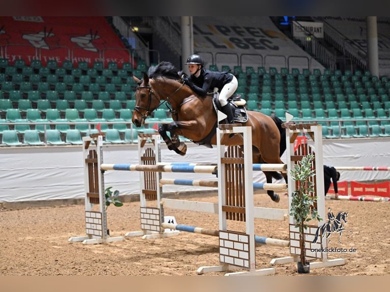 Tschechisches Warmblut Stute 9 Jahre 171 cm Brauner in Prag