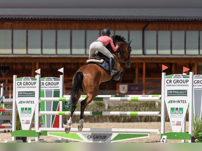 Tschechisches Warmblut Stute 9 Jahre 172 cm Rotbrauner in Prague