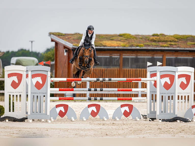Tschechisches Warmblut Stute 9 Jahre 175 cm Rotbrauner in Jicin, Czech Republic