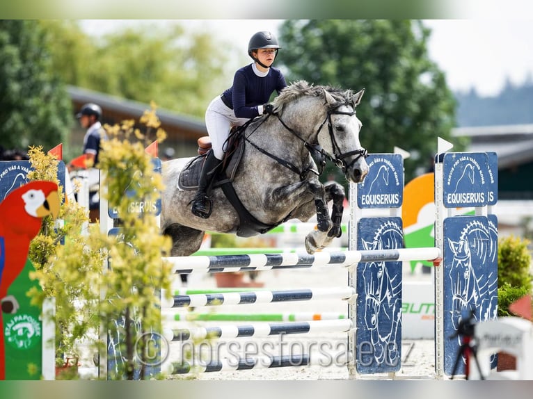 Tschechisches Warmblut Stute 9 Jahre 175 cm Schimmel in Tyn nad Vltavou