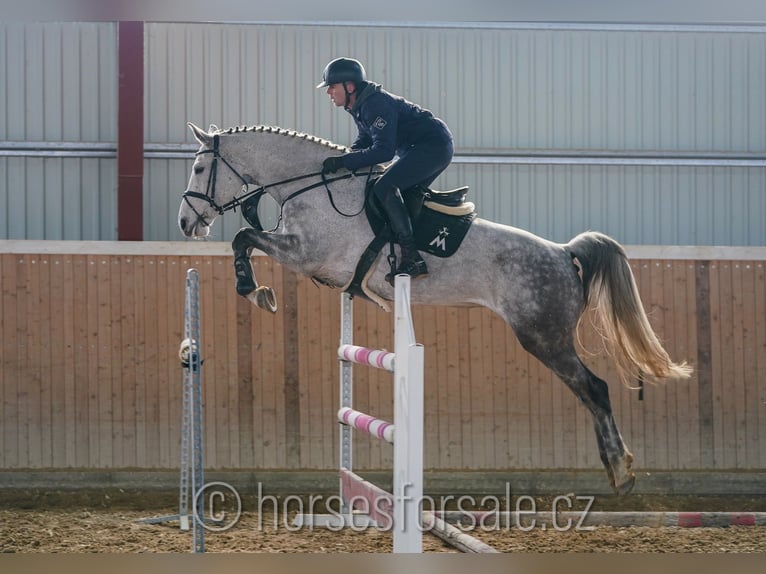 Tschechisches Warmblut Stute 9 Jahre 175 cm Schimmel in Tyn nad Vltavou