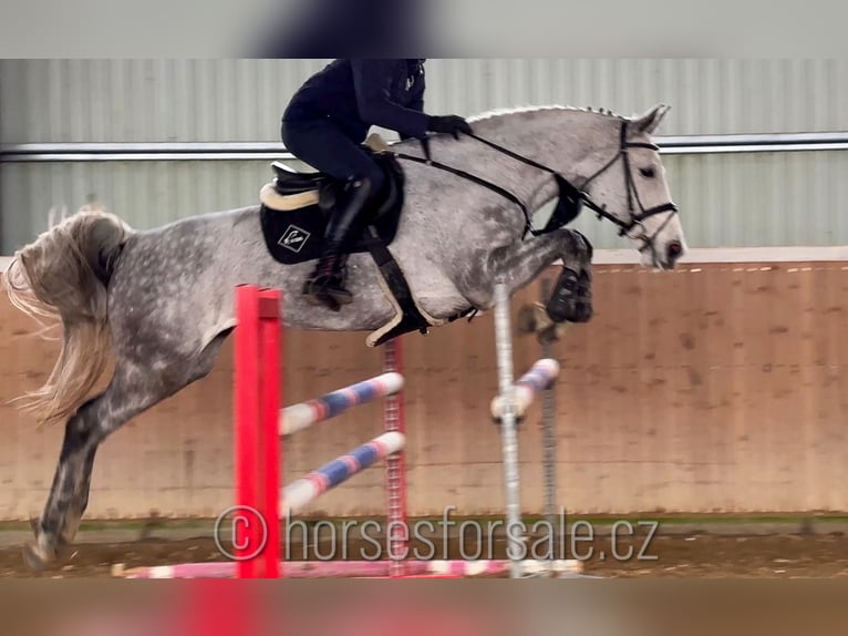 Tschechisches Warmblut Stute 9 Jahre 175 cm Schimmel in Tyn nad Vltavou