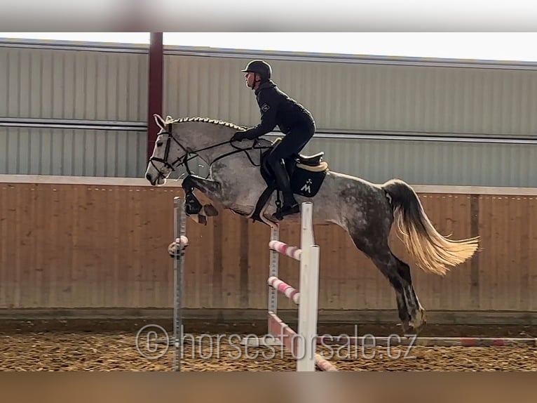 Tschechisches Warmblut Stute 9 Jahre 175 cm Schimmel in Tyn nad Vltavou