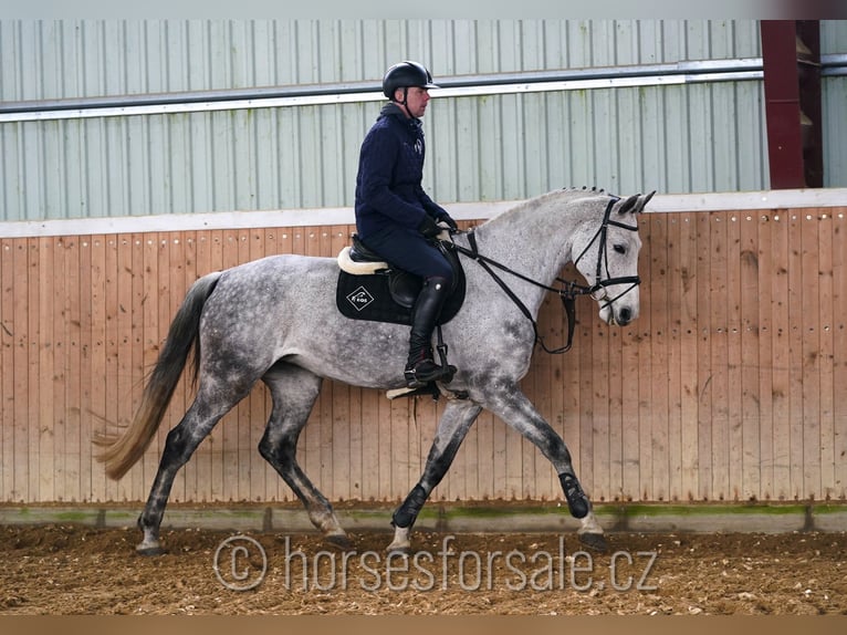 Tschechisches Warmblut Stute 9 Jahre 175 cm Schimmel in Tyn nad Vltavou