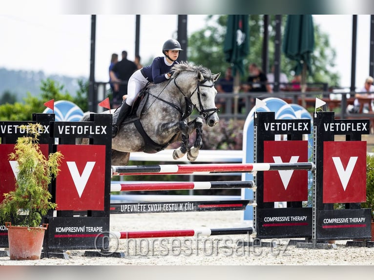 Tschechisches Warmblut Stute 9 Jahre 175 cm Schimmel in Tyn nad Vltavou