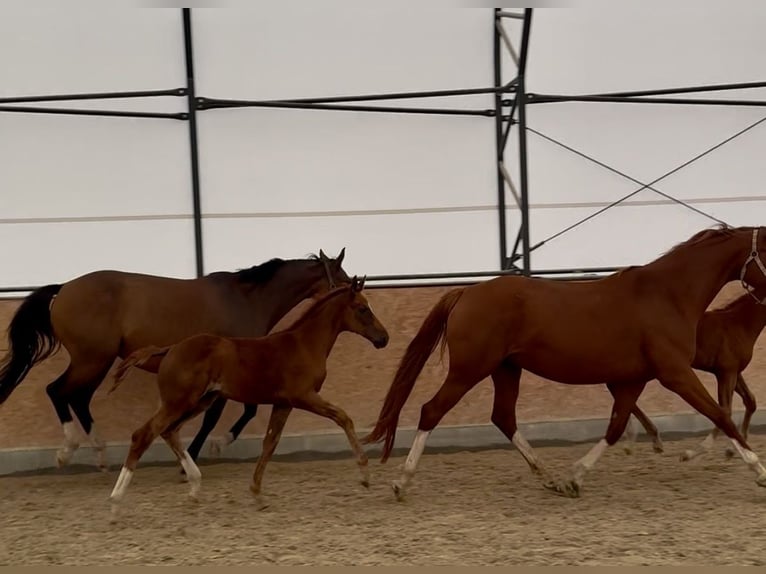 Tschechisches Warmblut Stute Fohlen (06/2026) Dunkelfuchs in Cheb