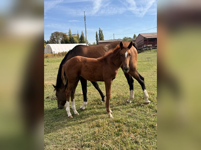 Tschechisches Warmblut Stute Fohlen (06/2026) Dunkelfuchs in Cheb