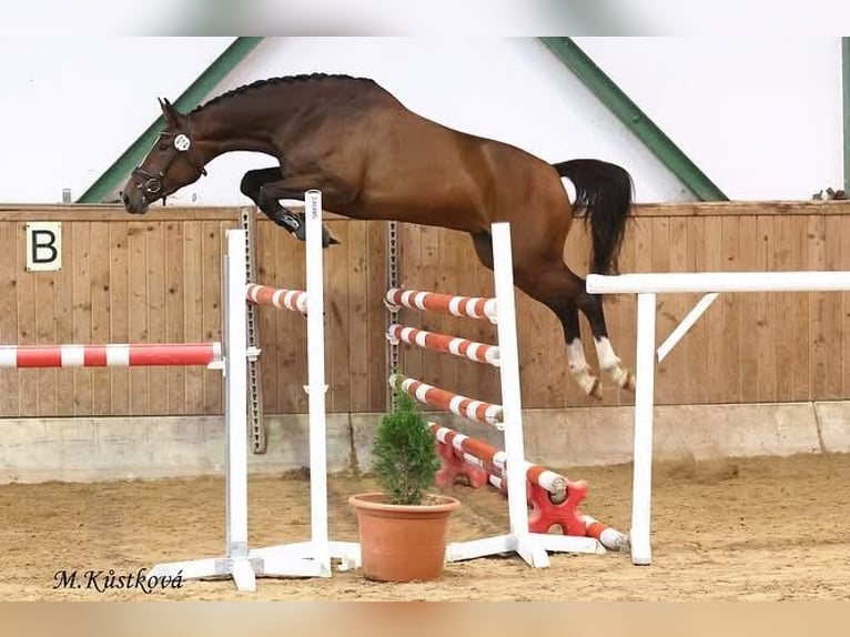 Tschechisches Warmblut Stute Fohlen (06/2026) Dunkelfuchs in Cheb