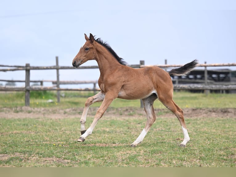 Tschechisches Warmblut Stute Fohlen (05/2025) Rotbrauner in PRIBRAM