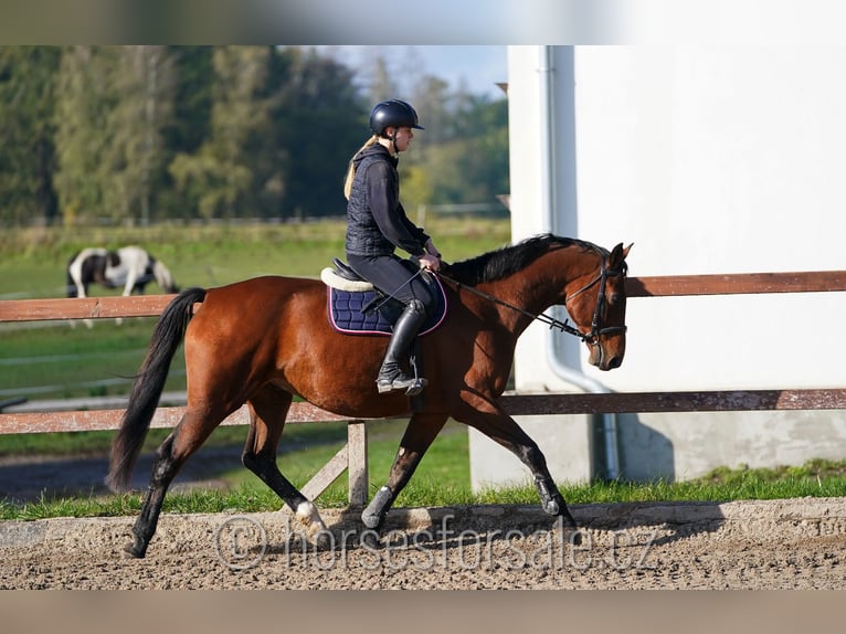 Tschechisches Warmblut Wallach 10 Jahre 165 cm Brauner in Region Prag