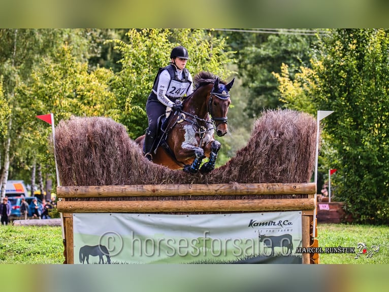 Tschechisches Warmblut Wallach 10 Jahre 167 cm Brauner in Roudnice nad Labem