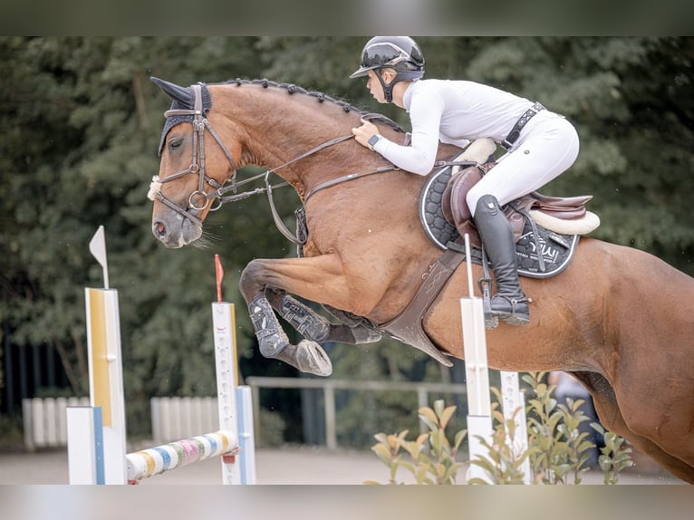 Tschechisches Warmblut Wallach 10 Jahre 167 cm Brauner in Walldorf Tschechisches Warmblut Wallach 10 Jahre 167 cm Brauner in Walldorf