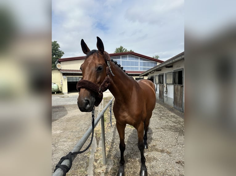 Tschechisches Warmblut Wallach 10 Jahre 167 cm Brauner in Walldorf Tschechisches Warmblut Wallach 10 Jahre 167 cm Brauner in Walldorf
