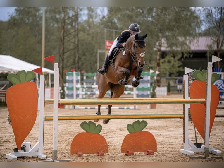 Tschechisches Warmblut Wallach 10 Jahre 167 cm Brauner in Walldorf Tschechisches Warmblut Wallach 10 Jahre 167 cm Brauner in Walldorf