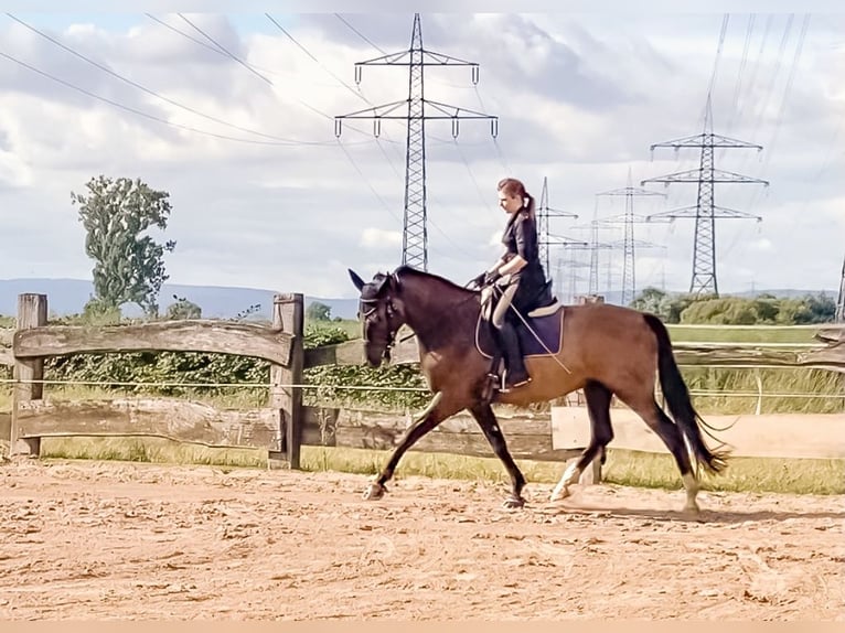 Tschechisches Warmblut Wallach 10 Jahre 168 cm Dunkelbrauner in Trebur