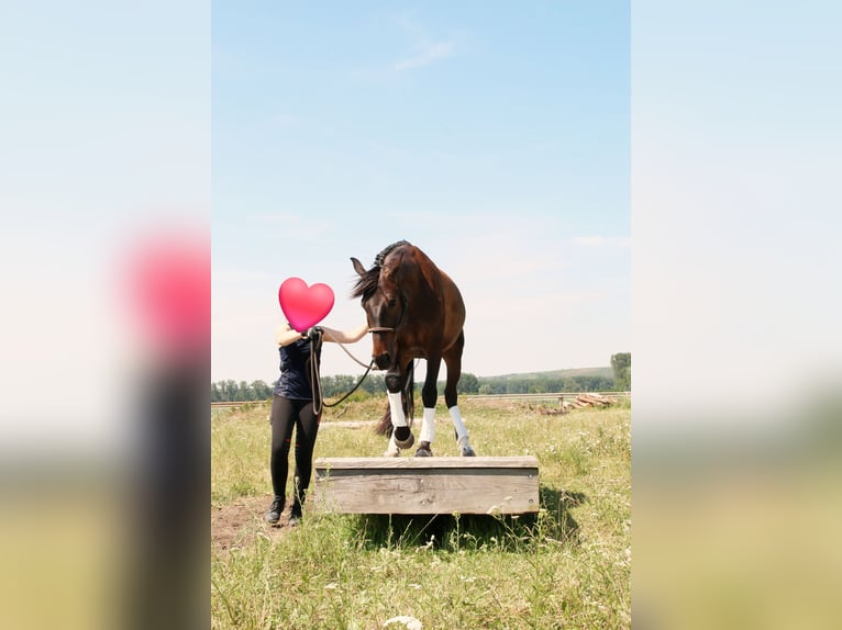 Tschechisches Warmblut Wallach 10 Jahre 168 cm Dunkelbrauner in Trebur