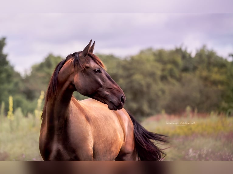 Tschechisches Warmblut Wallach 10 Jahre 168 cm Dunkelbrauner in Trebur