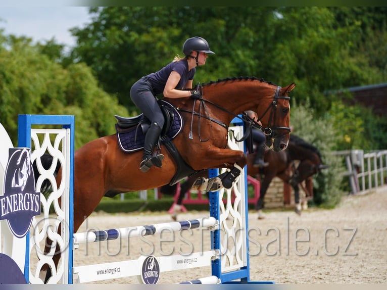 Tschechisches Warmblut Wallach 10 Jahre 171 cm Brauner in Pardubice