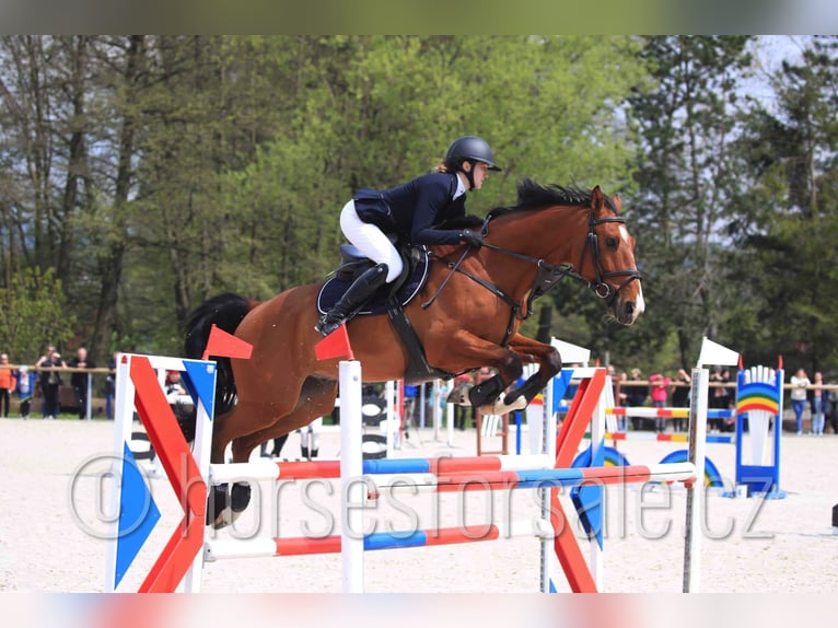Tschechisches Warmblut Wallach 10 Jahre 171 cm Brauner in Pardubice