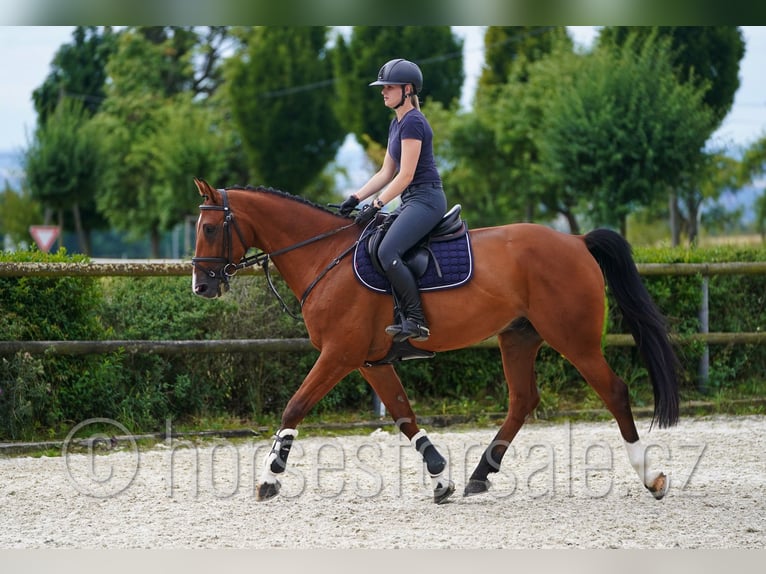 Tschechisches Warmblut Wallach 10 Jahre 171 cm Brauner in Pardubice