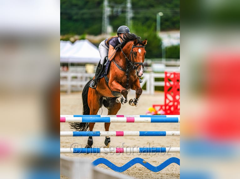 Tschechisches Warmblut Wallach 10 Jahre 171 cm Brauner in Pardubice