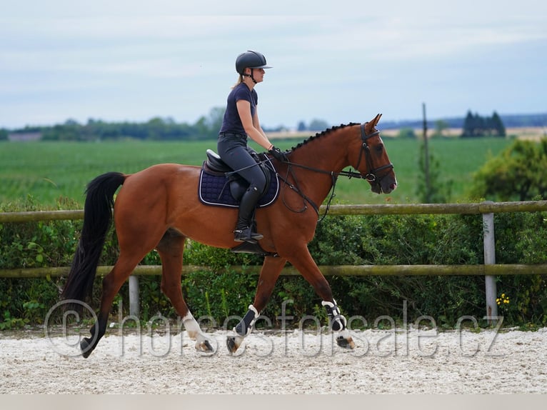 Tschechisches Warmblut Wallach 10 Jahre 171 cm Brauner in Pardubice