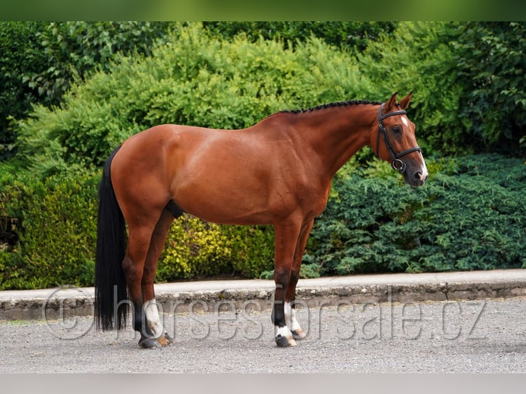 Tschechisches Warmblut Wallach 10 Jahre 171 cm Brauner in Pardubice